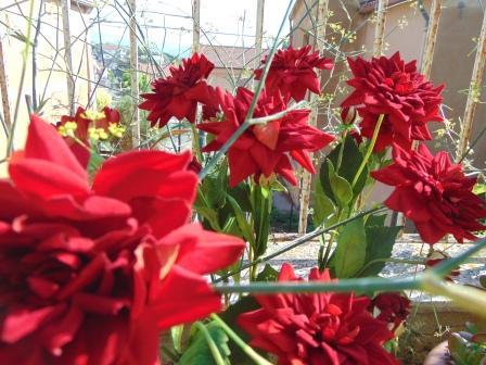 Dalia x 3 in Velluto H 80  - Sconti per Fioristi e Aziende . - Artificiale vellutata