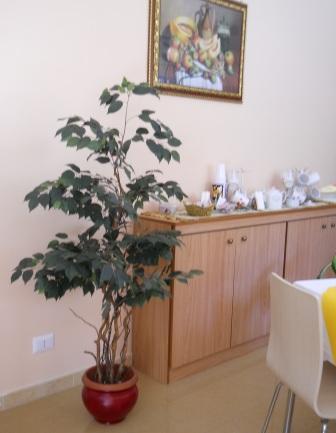 Ficus Twisted H 165 in vaso  - Sconti per Fioristi e Aziende . - Artificiale con 1075 foglie verdi