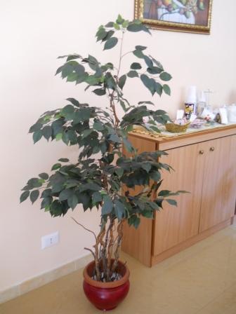Ficus Twisted H 165 in vaso  - Sconti per Fioristi e Aziende . - Artificiale con 1075 foglie verdi