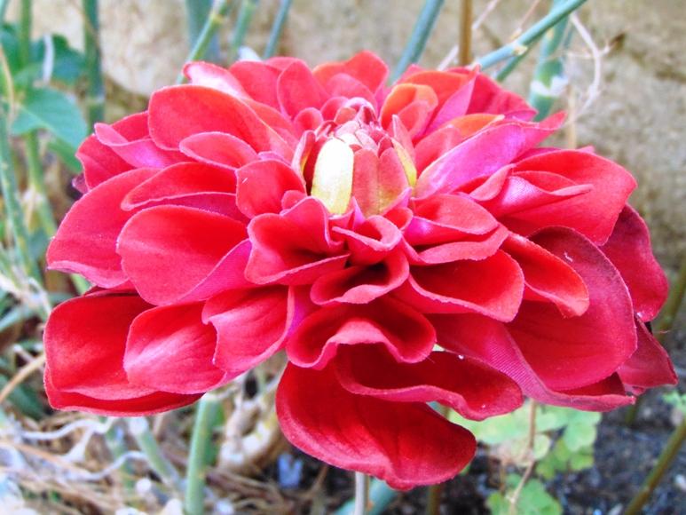 Dalia Rossa large  H 65- Sconti per Fioristi e Aziende . - Artificiale in velluto