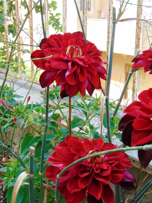 Dalia Rossa large  H 65- Sconti per Fioristi e Aziende . - Artificiale in velluto