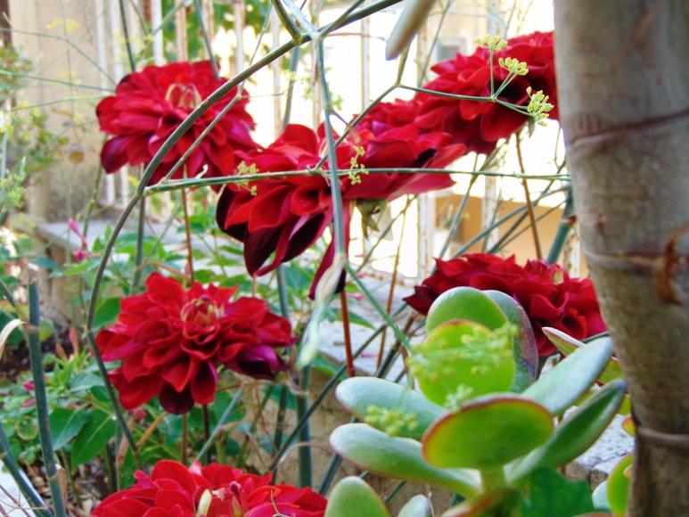 Dalia Rossa large  H 65- Sconti per Fioristi e Aziende . - Artificiale in velluto