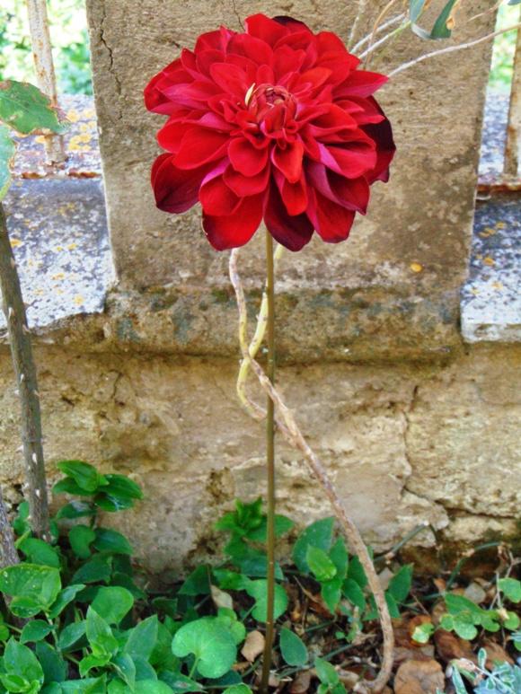 Dalia Rossa large  H 65- Sconti per Fioristi e Aziende . - Artificiale in velluto