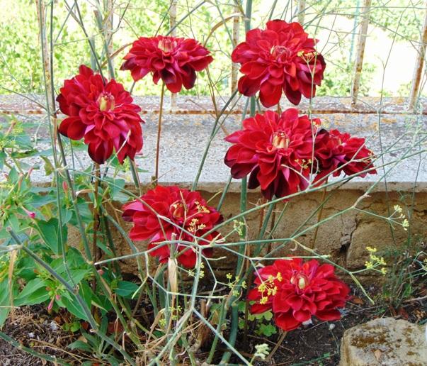 Dalia Rossa large  H 65- Sconti per Fioristi e Aziende . - Artificiale in velluto