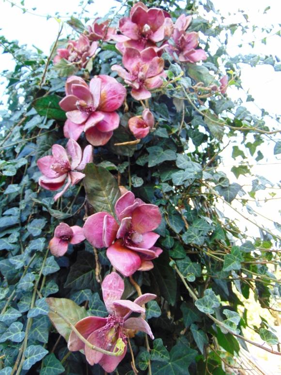Magnolia Branch x 3 in Polifoam - Sconti per Fioristi e Aziende .