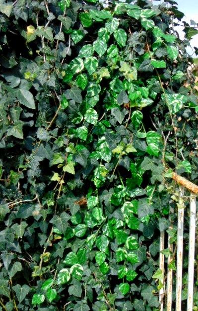Potos cadente in poliestere - Sconti per Fioristi e Aziende . - Stampato in 2 modelli