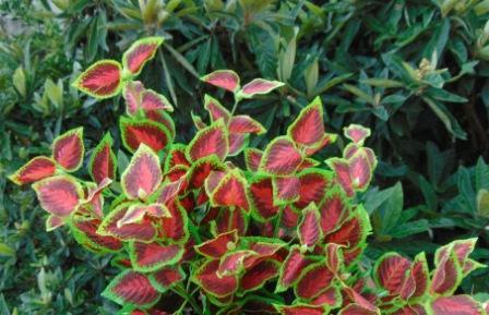 Coleus Bush x 6 Artificiale - Sconti per Fioristi e Aziende . - In poliester
