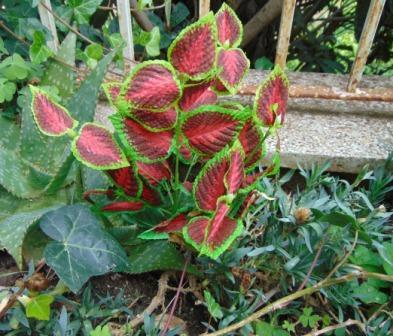 Coleus Bush x 6 Artificiale - Sconti per Fioristi e Aziende . - In poliester