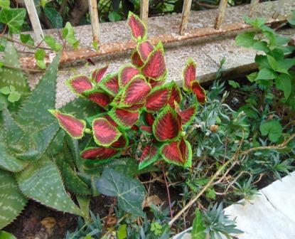 Coleus Bush x 6 Artificiale - Sconti per Fioristi e Aziende . - In poliester