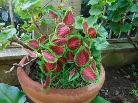 Coleus Bush x 6 Artificiale - Sconti per Fioristi e Aziende . - In poliester