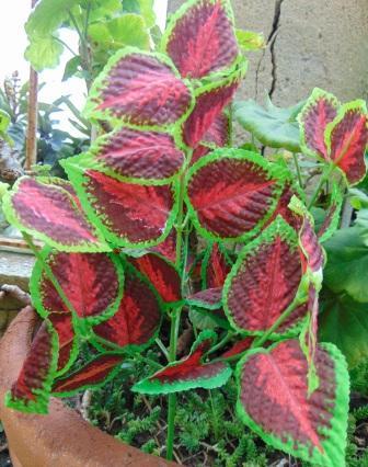Coleus Bush x 6 Artificiale - Sconti per Fioristi e Aziende . - In poliester
