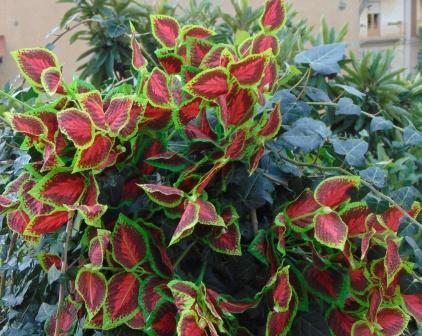 Coleus Bush x 6 Artificiale - Sconti per Fioristi e Aziende . - In poliester