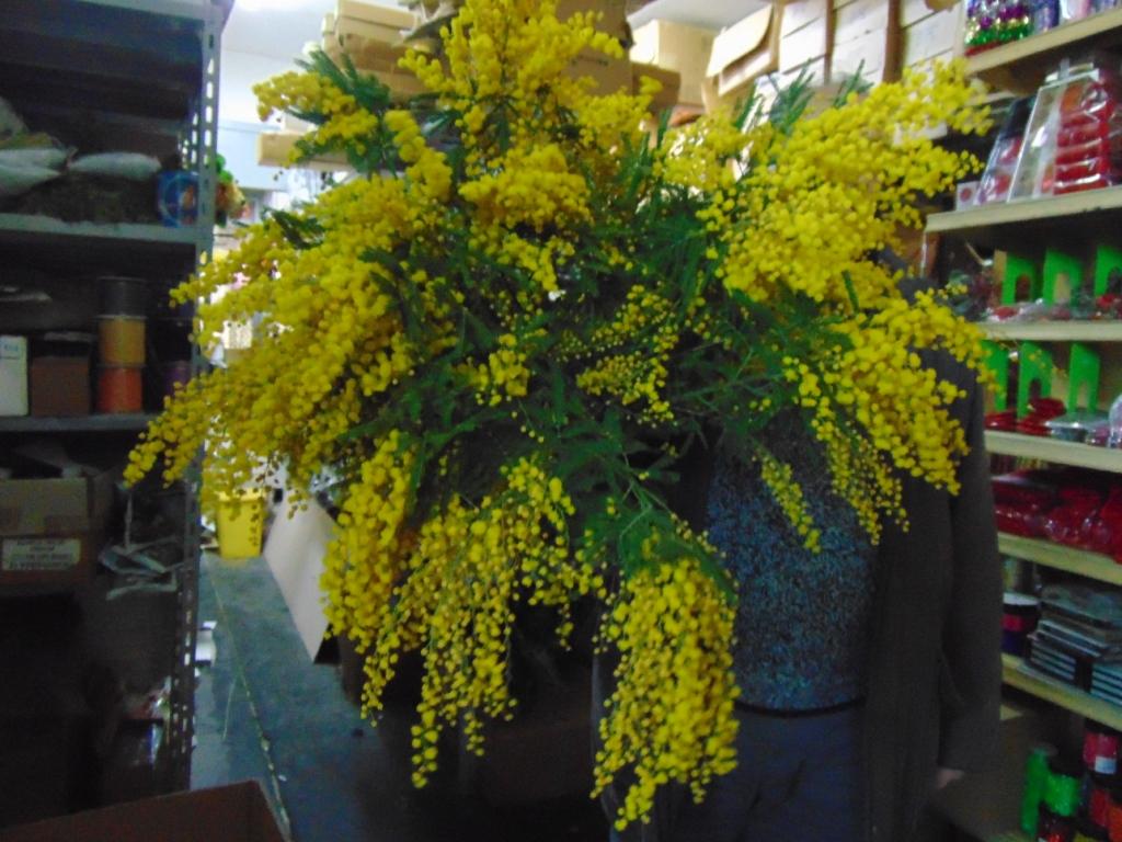 Mimosa Fresca box Kg. 3 -  Sconti per rivenditori - Acacia Dealbata - Goulois
