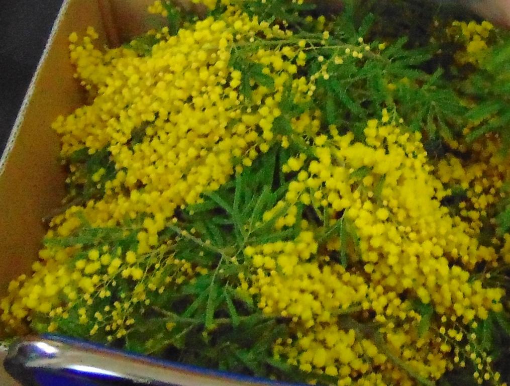 Mimosa Fresca box Kg. 3 -  Sconti per rivenditori - Acacia Dealbata - Goulois
