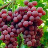 Uva Rossa Frosted cm. 30 con 90 acini - Sconti per Fioristi e Aziende