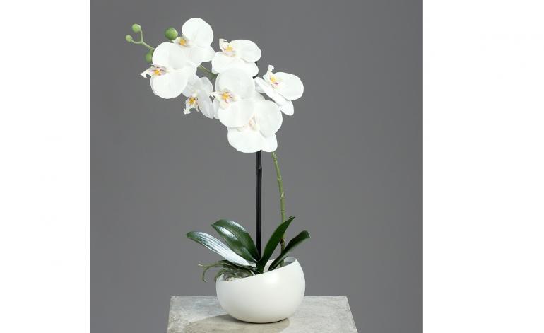 Oncidium cm. 20 con 5 foglie - Sconti per Fioristi e Aziende . - in poliestere con radici