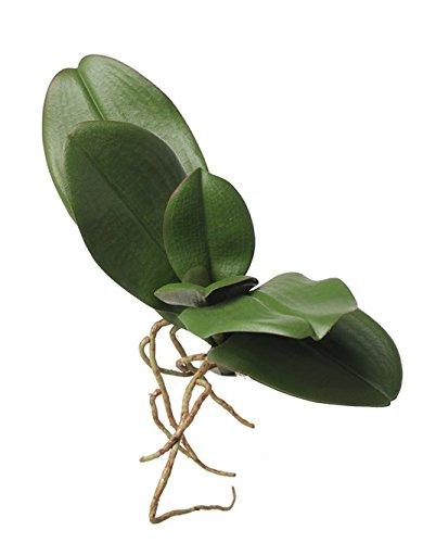 Oncidium cm. 20 con 5 foglie - Sconti per Fioristi e Aziende . - in poliestere con radici
