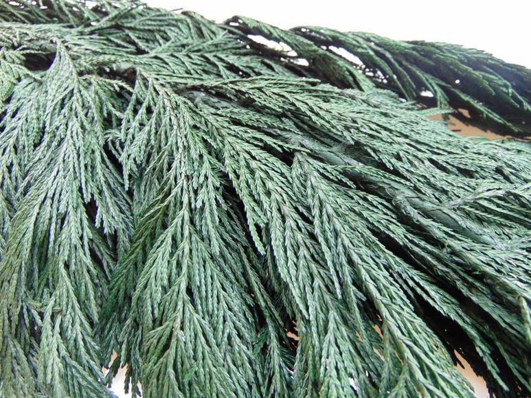 Tuja Preservata naturale - Sconti per Fioristi e Aziende - Busta Kg.1 Rami H 100/120