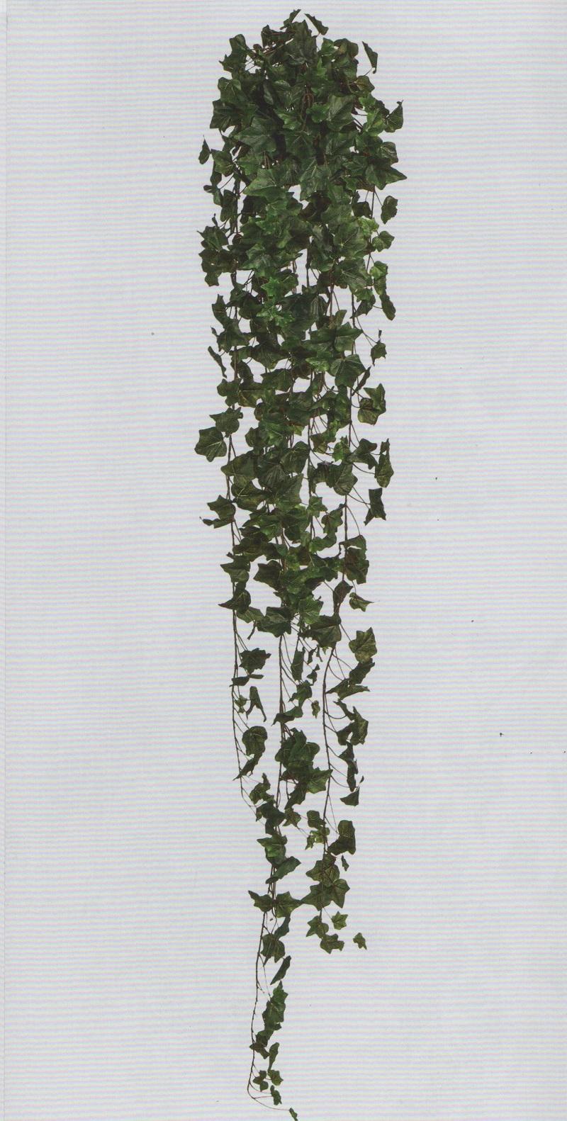 Edera Cadente Inglese H 180 con 1076 foglie - Sconti per Fioristi e Aziende  - San Michele di Ganzaria (Catania)