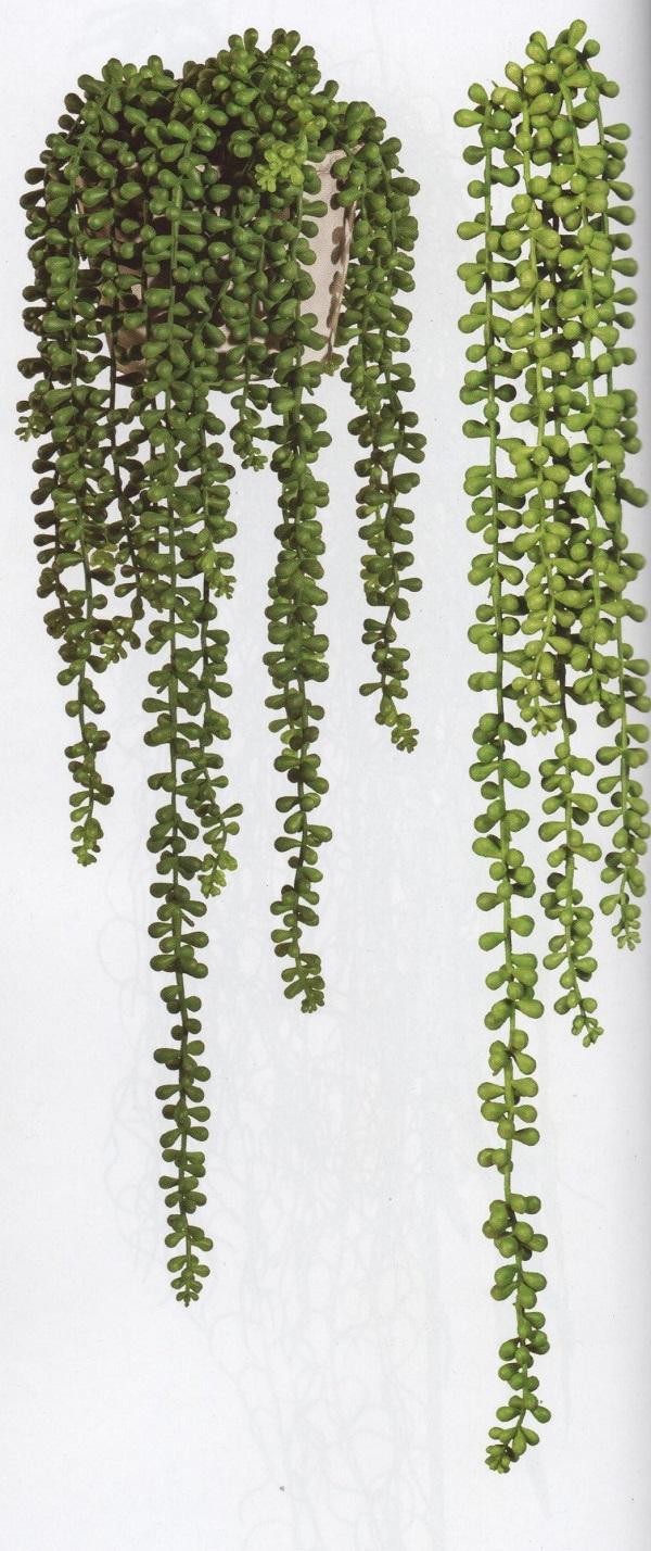 Senecio x 5 in gomma H 70 - Sconti per Fioristi e Aziende . - - Pianta del rossario Cadente