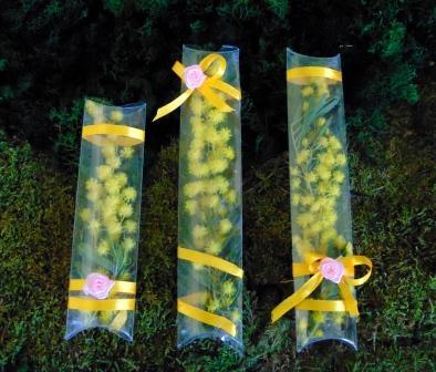 ESAURITA Mimosa fresca in tubo H 15 - Sconti per Fioristi e Aziende - in PVC trasparente