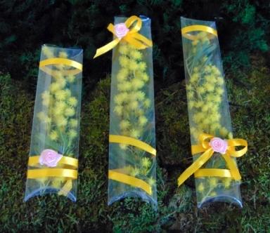 ESAURITA Mimosa fresca in tubo H 15 - Sconti per Fioristi e Aziende - in PVC trasparente
