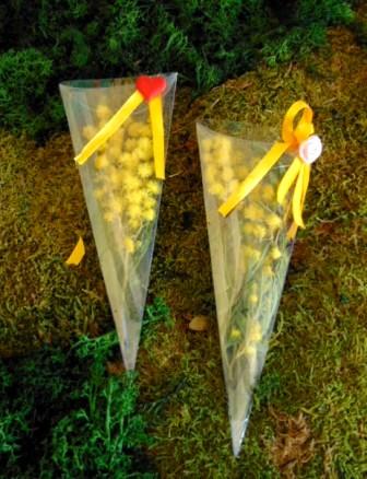 ESAURITA Cono di Mimosa fresca H 20 - Sconti per Fioristi e Aziende - in PVC trasparente