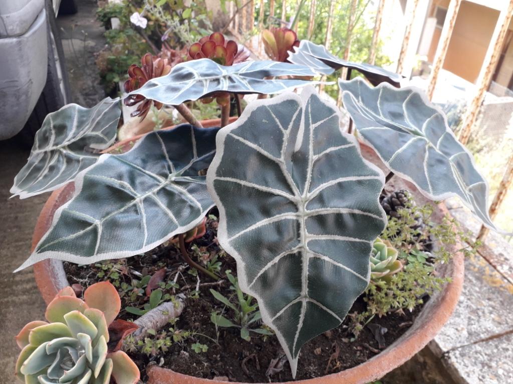Foglia di Alocasia cm. 30 - Sconti per Fioristi e Aziende . - Artificiale