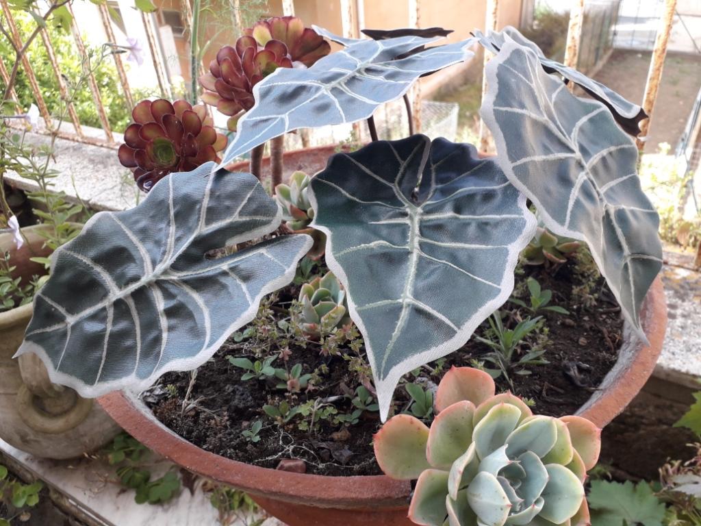 Foglia di Alocasia cm. 30 - Sconti per Fioristi e Aziende . - Artificiale