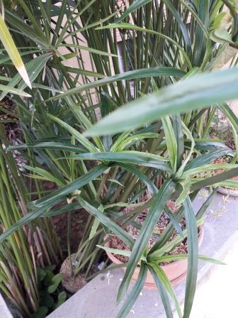 Papiro Plant x 18 H 120  - Sconti per Fioristi e Aziende , - Artificiale con vaso