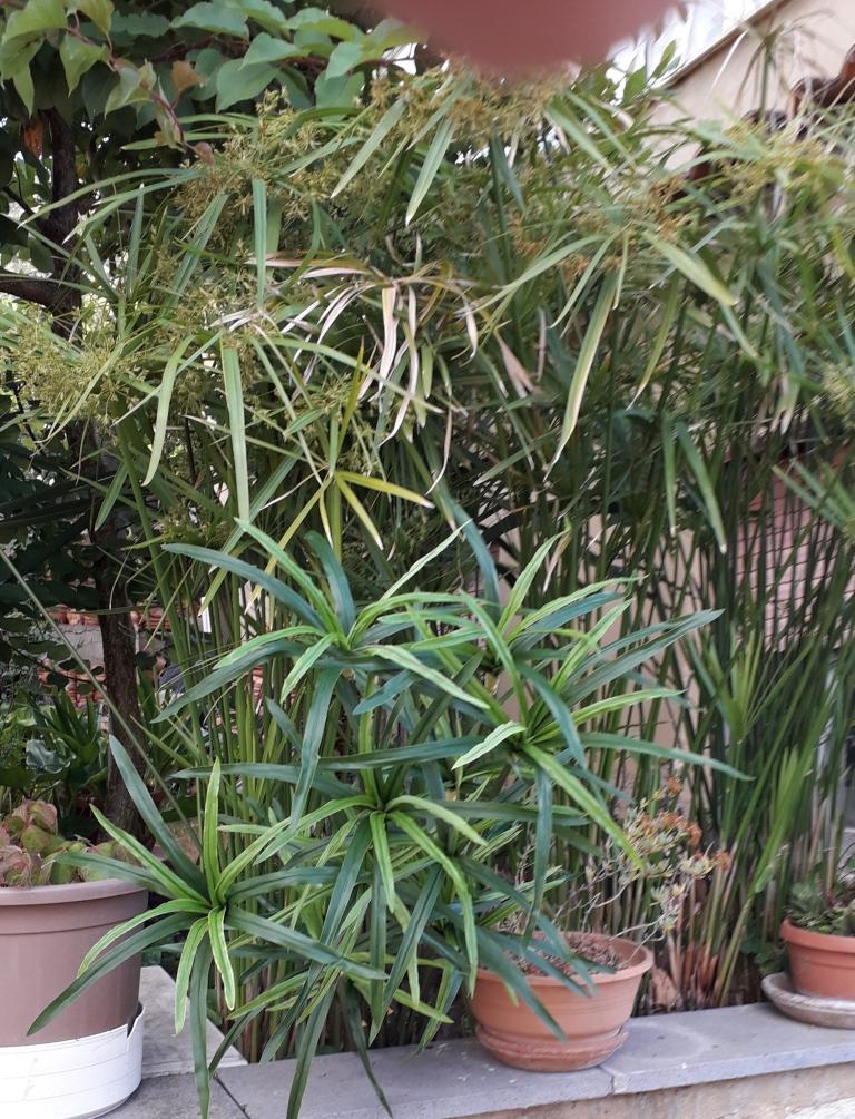 Papiro Plant x 18 H 120  - Sconti per Fioristi e Aziende , - Artificiale con vaso