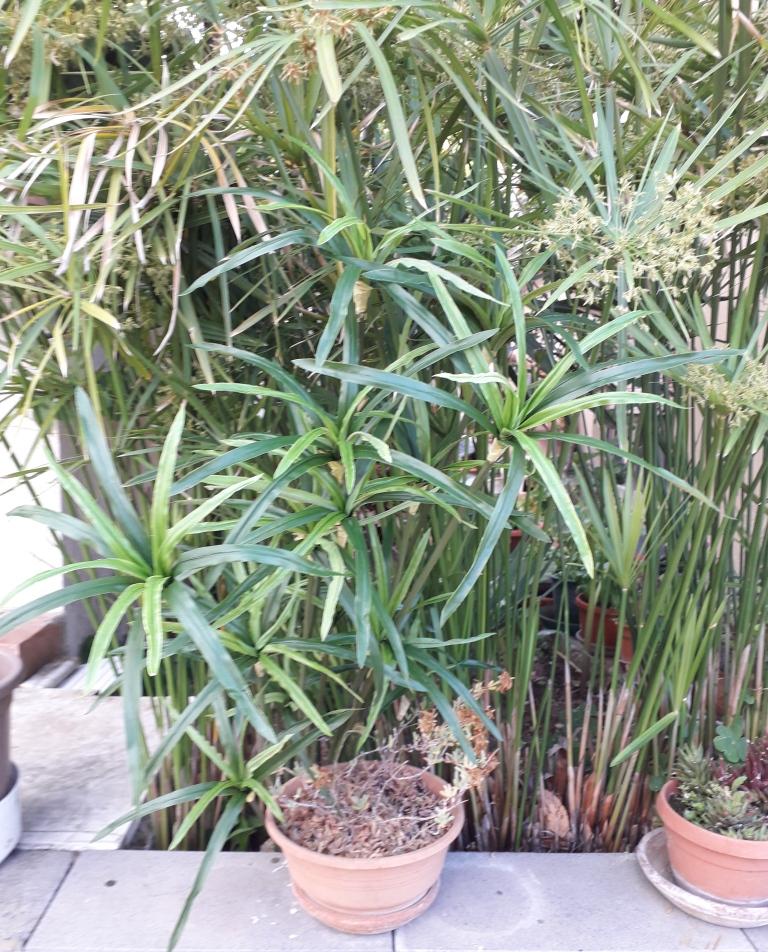 Papiro Plant x 18 H 120  - Sconti per Fioristi e Aziende , - Artificiale con vaso