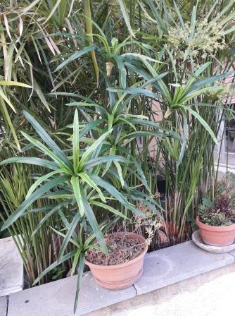 Papiro Plant x 18 H 120  - Sconti per Fioristi e Aziende , - Artificiale con vaso