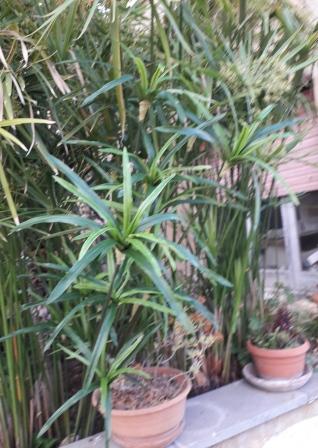 Papiro Plant x 18 H 120  - Sconti per Fioristi e Aziende , - Artificiale con vaso