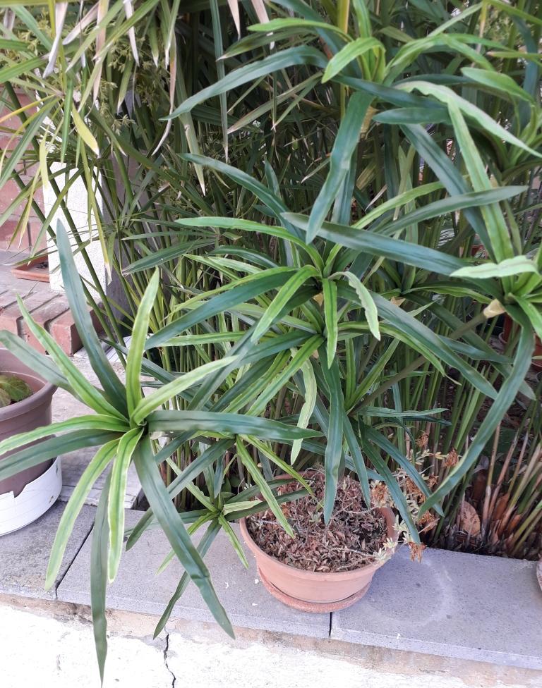 Papiro Plant x 18 H 120  - Sconti per Fioristi e Aziende , - Artificiale con vaso