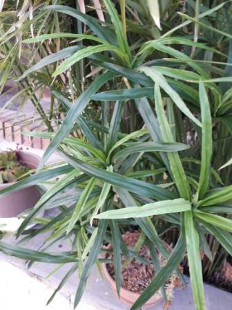 Papiro Plant x 18 H 120  - Sconti per Fioristi e Aziende , - Artificiale con vaso