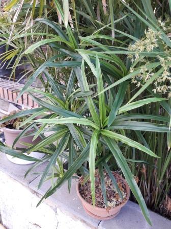 Papiro Plant x 18 H 120  - Sconti per Fioristi e Aziende , - Artificiale con vaso