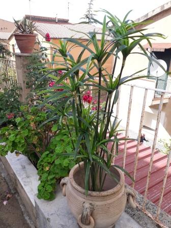 Papiro Plant x 18 H 120  - Sconti per Fioristi e Aziende , - Artificiale con vaso