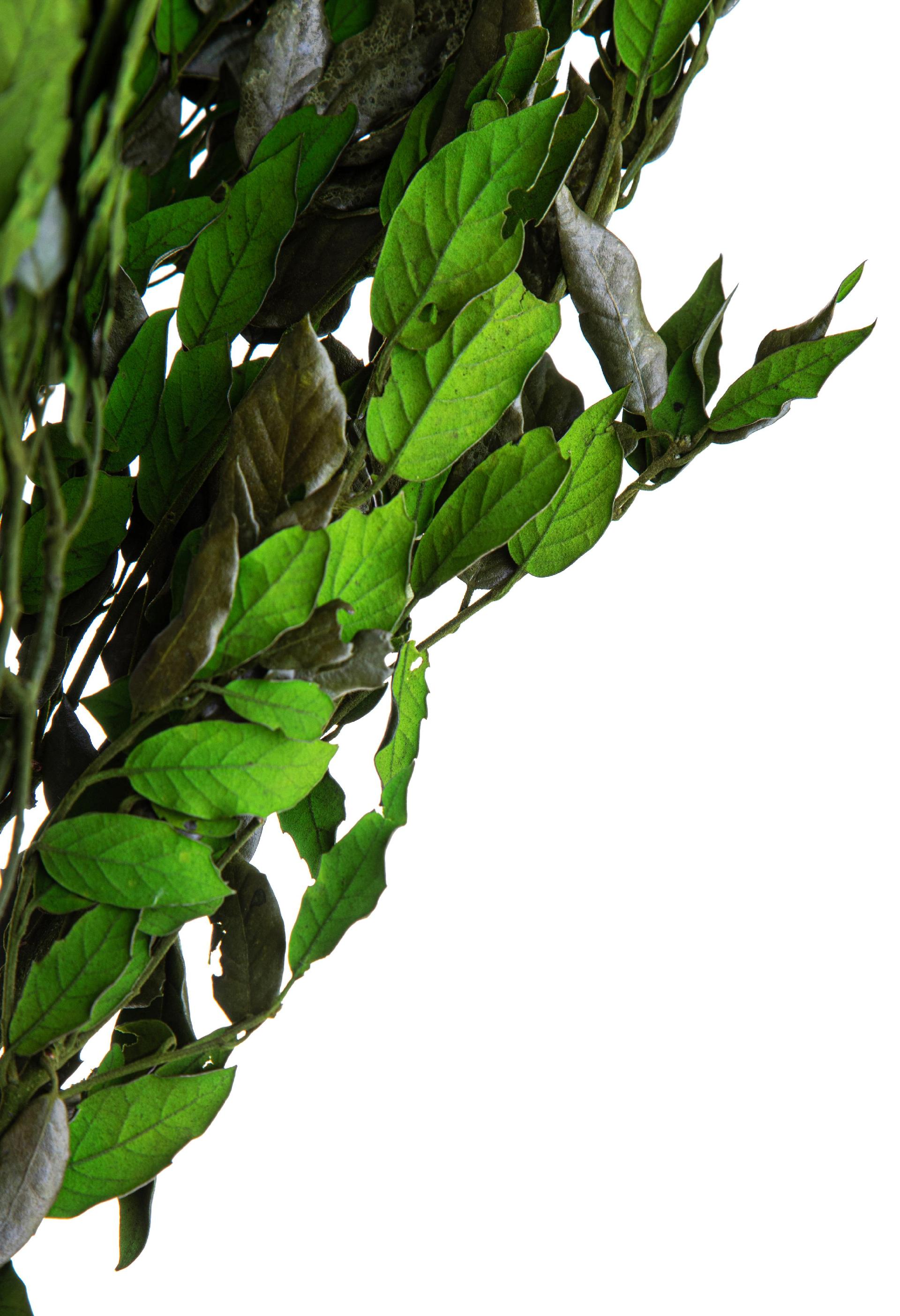 Leccio - Ilex Stabilizzato  - Sconti per Fioristi e Aziende - Busta Kg.1 Rami H 80/100