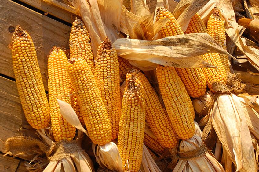 Pannocchia di Mais Naturali H 26 - Sconti per Fioristi e Aziende . - Con foglie Secche
