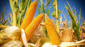 Pannocchia di Mais Naturali H 26 - Sconti per Fioristi e Aziende . - Con foglie Secche