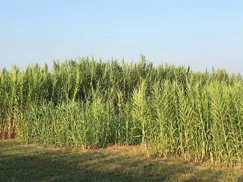 Canna Comune di fiume - Sconti per Fioristi e Aziende - H 250 in dm. 15-20-25-30