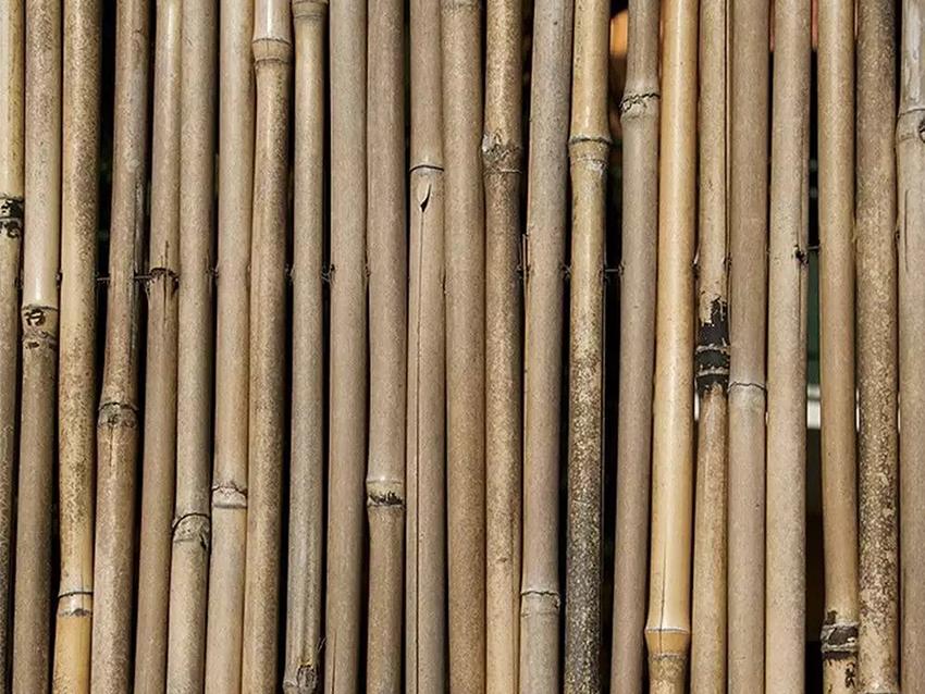Arella di Canniccio Legato  - Sconti per Fioristi e Aziende . - Canna Intera H 200 x 3 metri