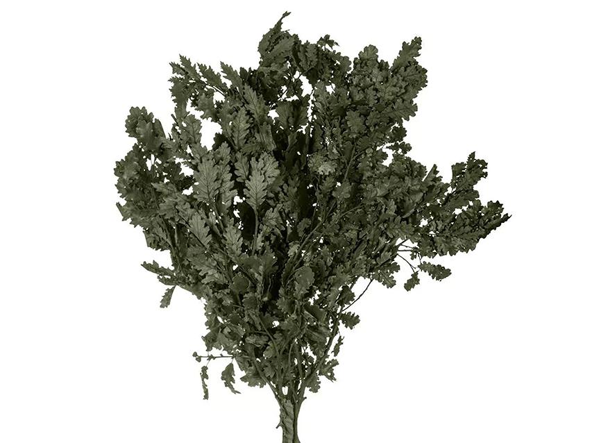 Quercia Naturale Stabilizzata  - Sconti per Fioristi e Aziende - Busta Kg.1 Rami H 90/100