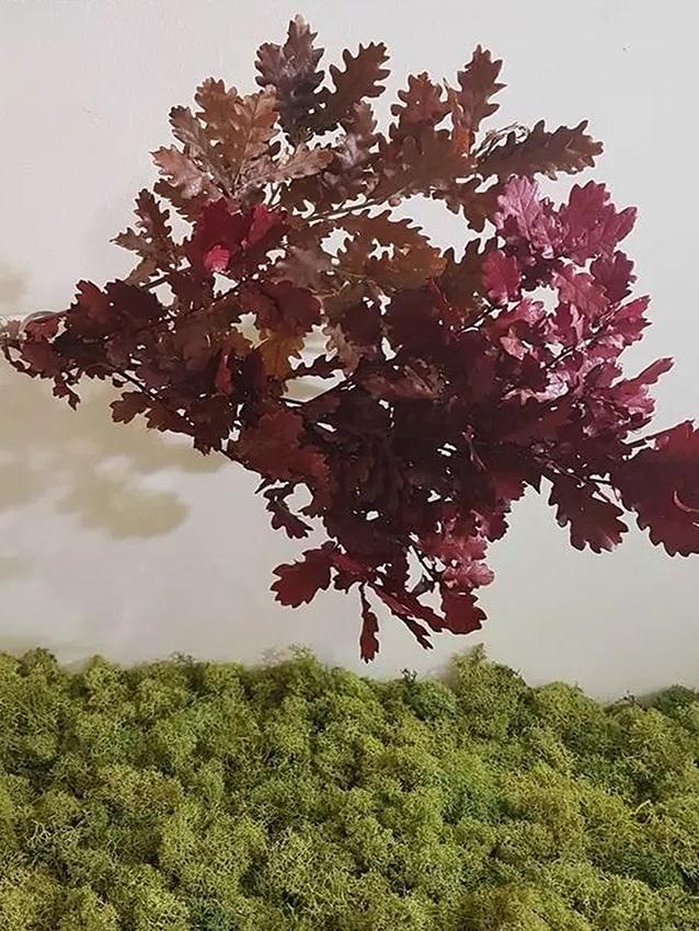 Quercia Naturale Stabilizzata  - Sconti per Fioristi e Aziende - Busta Kg.1 Rami H 90/100