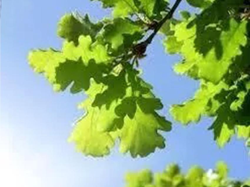 Quercia Naturale Stabilizzata  - Sconti per Fioristi e Aziende - Busta Kg.1 Rami H 90/100