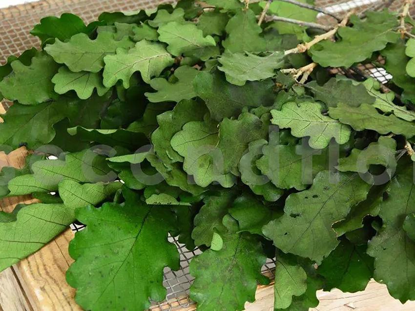 Quercia Naturale Stabilizzata  - Sconti per Fioristi e Aziende - Busta Kg.1 Rami H 90/100