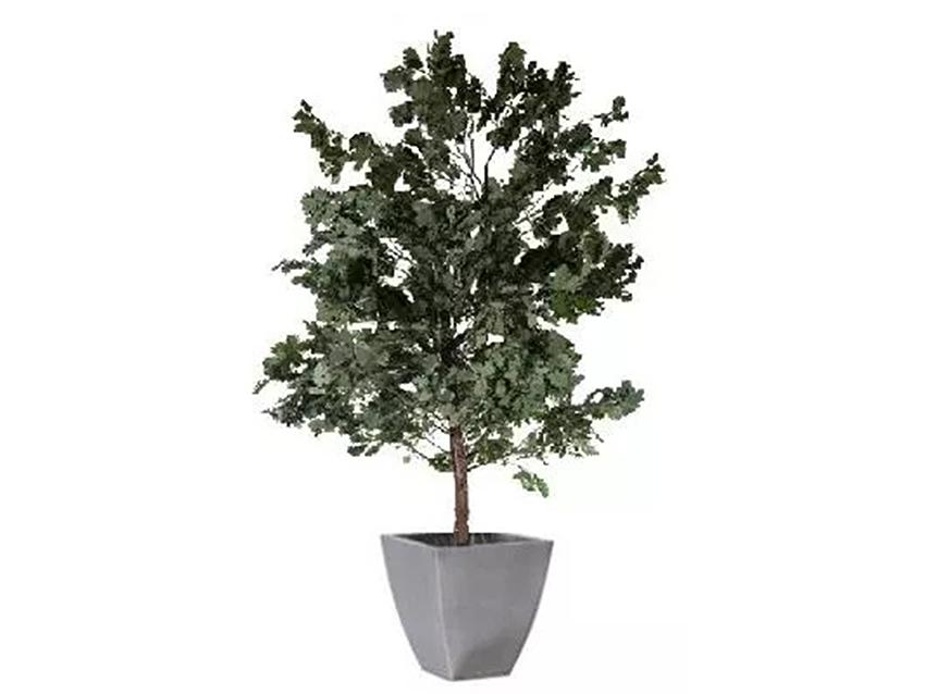 Quercia Naturale Stabilizzata  - Sconti per Fioristi e Aziende - Busta Kg.1 Rami H 90/100