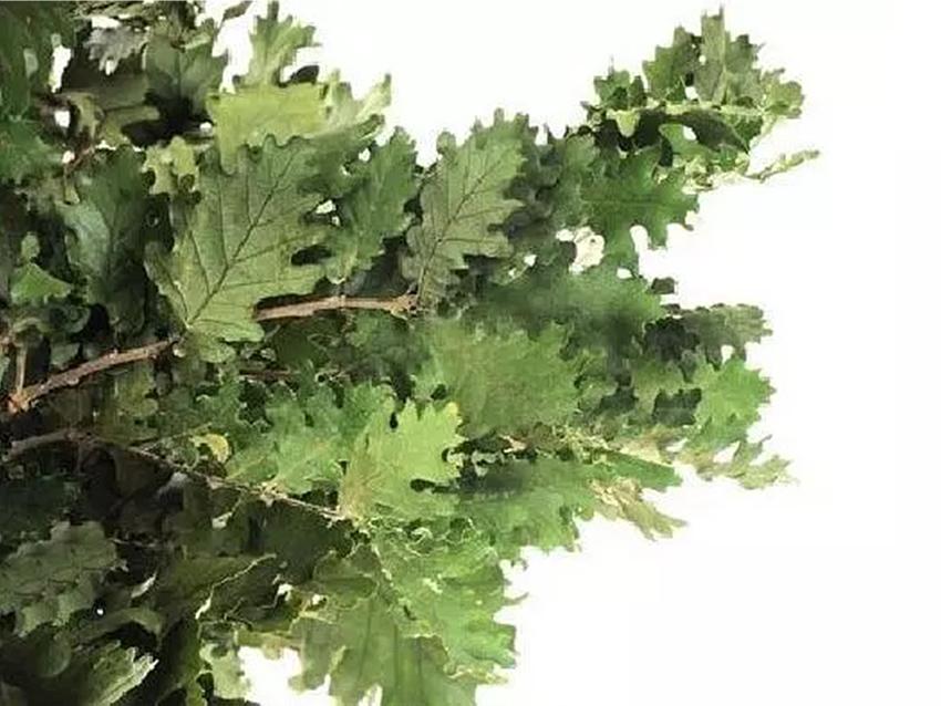 Quercia Naturale Stabilizzata  - Sconti per Fioristi e Aziende - Busta Kg.1 Rami H 90/100