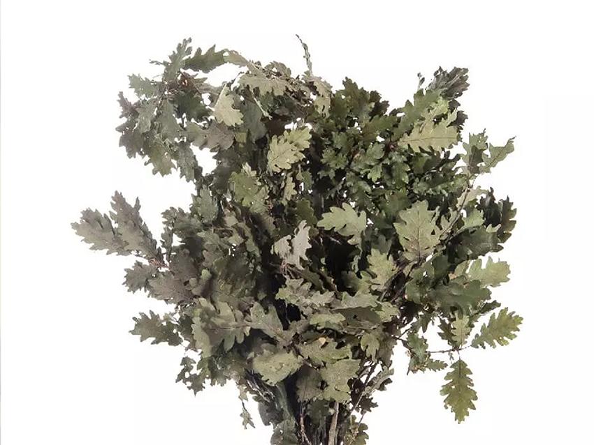 Quercia Naturale Stabilizzata  - Sconti per Fioristi e Aziende - Busta Kg.1 Rami H 90/100
